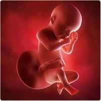 Pregnancy 29 32 Weeks