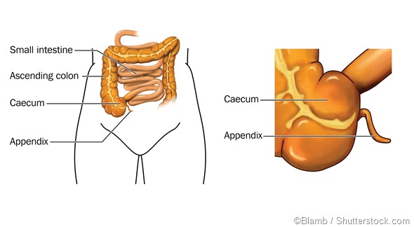 What is the Appendix?