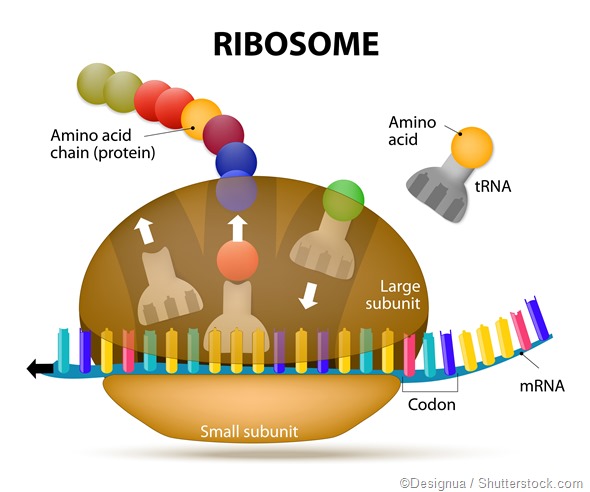 START and STOP Codons