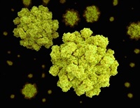 norovirus and glp 1 GLP-1 receptor agonists next-generation metabolic hormone therapies in chronic kidney disease glp 1 and norovirus Effects