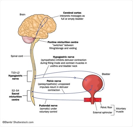 Neurogenic Bladder Tests and Diagnosis
