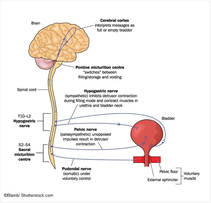 Neurogenic Bladder Tests and Diagnosis