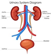 Structure Of The Bladder