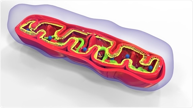 Mammalian Mitochondrial DNA (mtDNA) Transcription