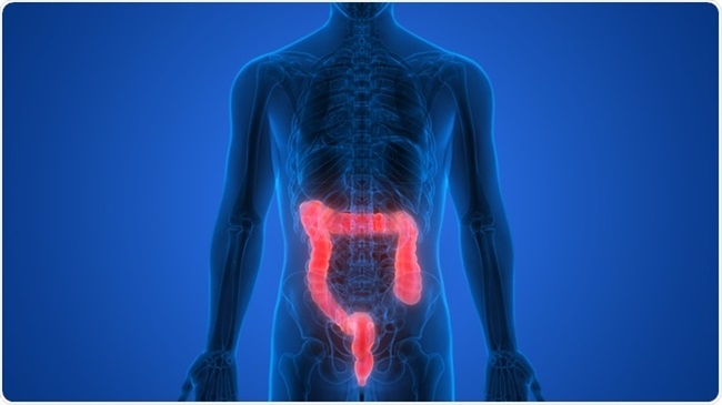 Large Intistine Word What Does the Large Intestine Do?