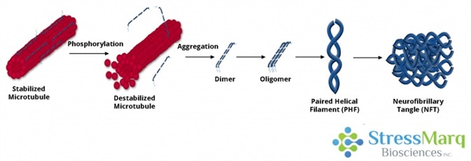A Comparison Between the Tau Hypothesis and the Amyloid Hypothesis