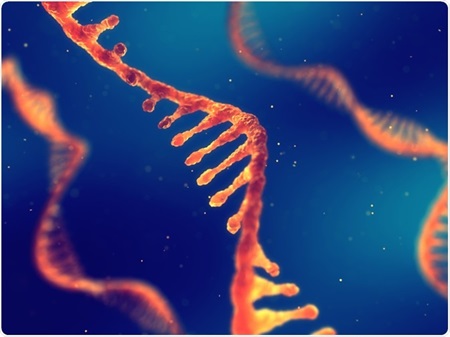 What is a Positive-Sense Single-Stranded RNA (+ssRNA) Virus?