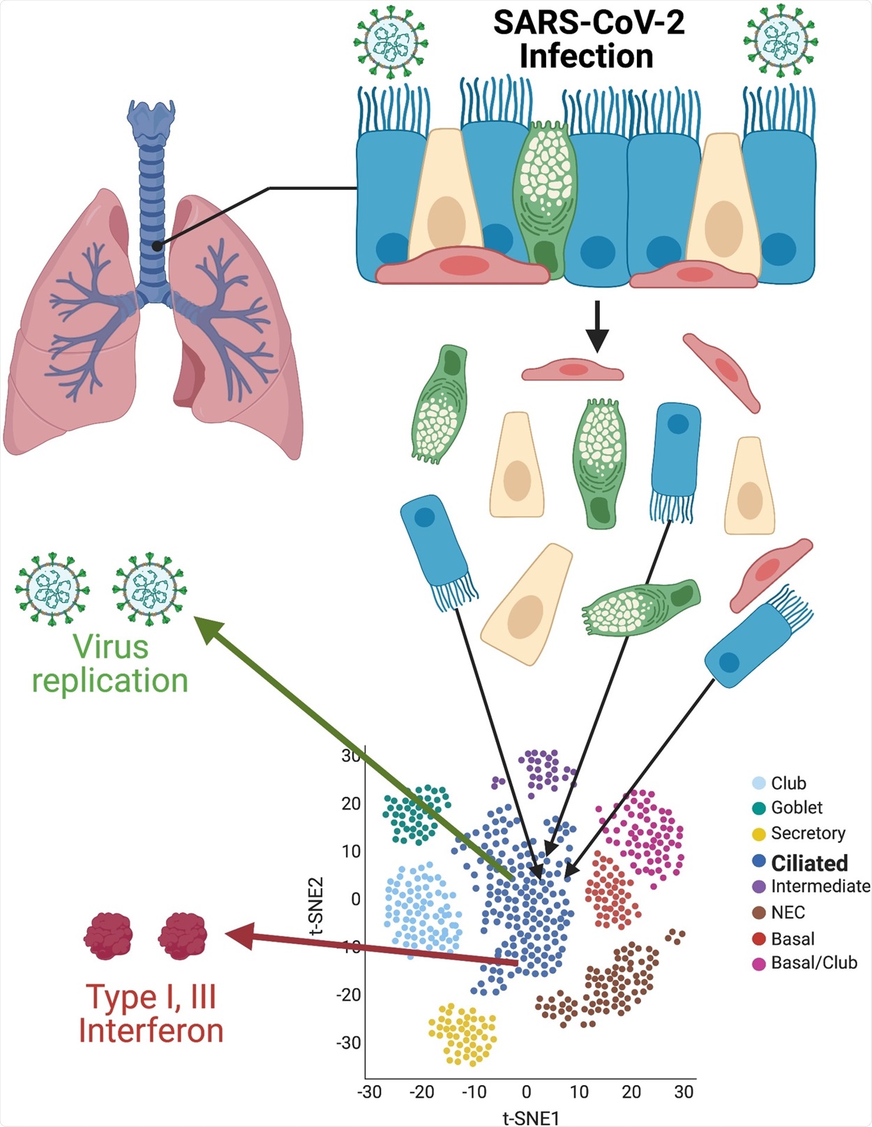 What happens in the first few days of SARS-CoV-2 infection?