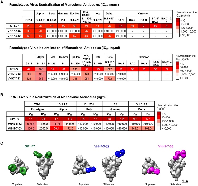 All SARS-CoV-2 variants neutralized by a potent new antibody
