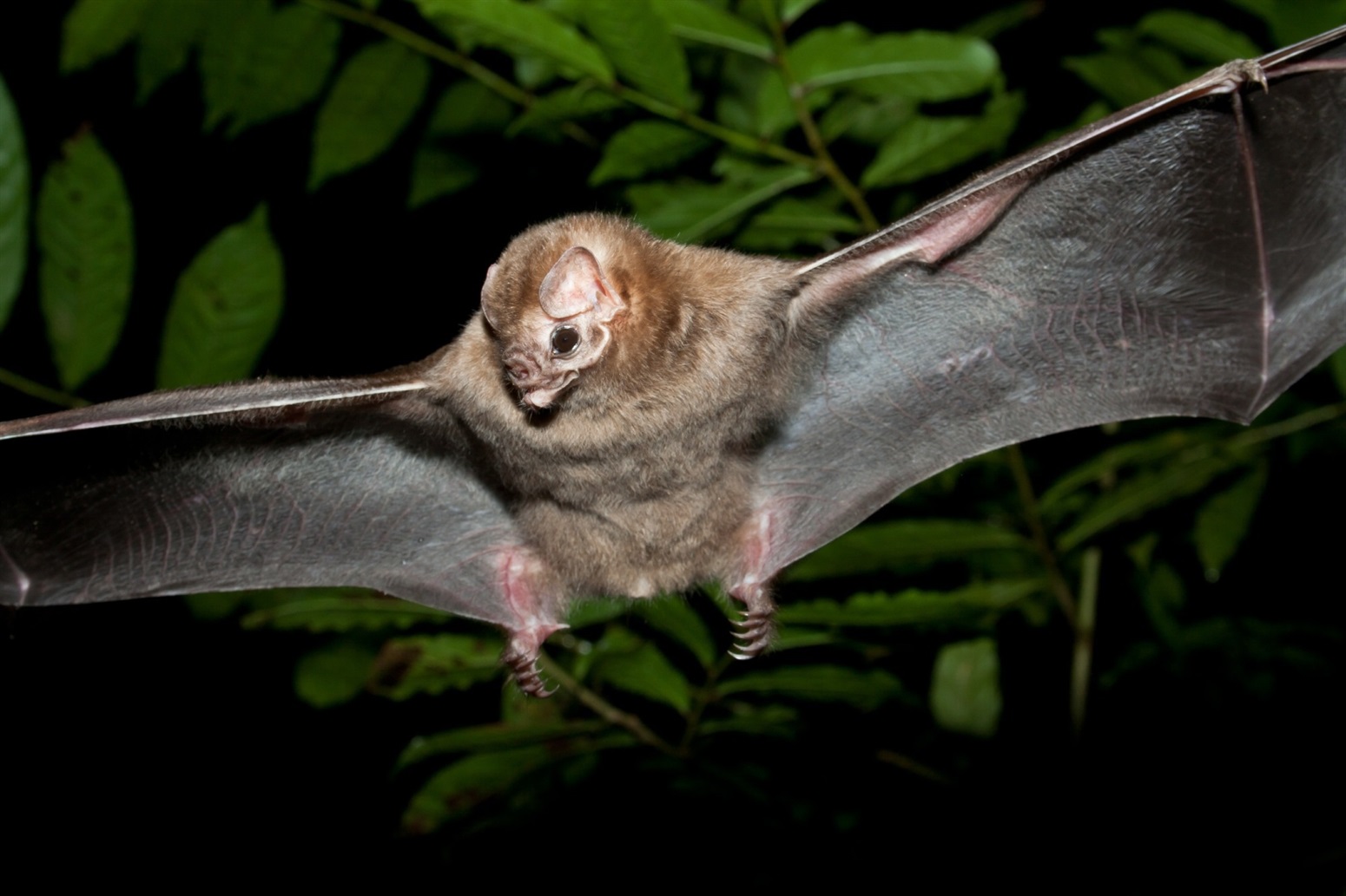 Climate change has increased the risk of bat-borne pathogen spillover