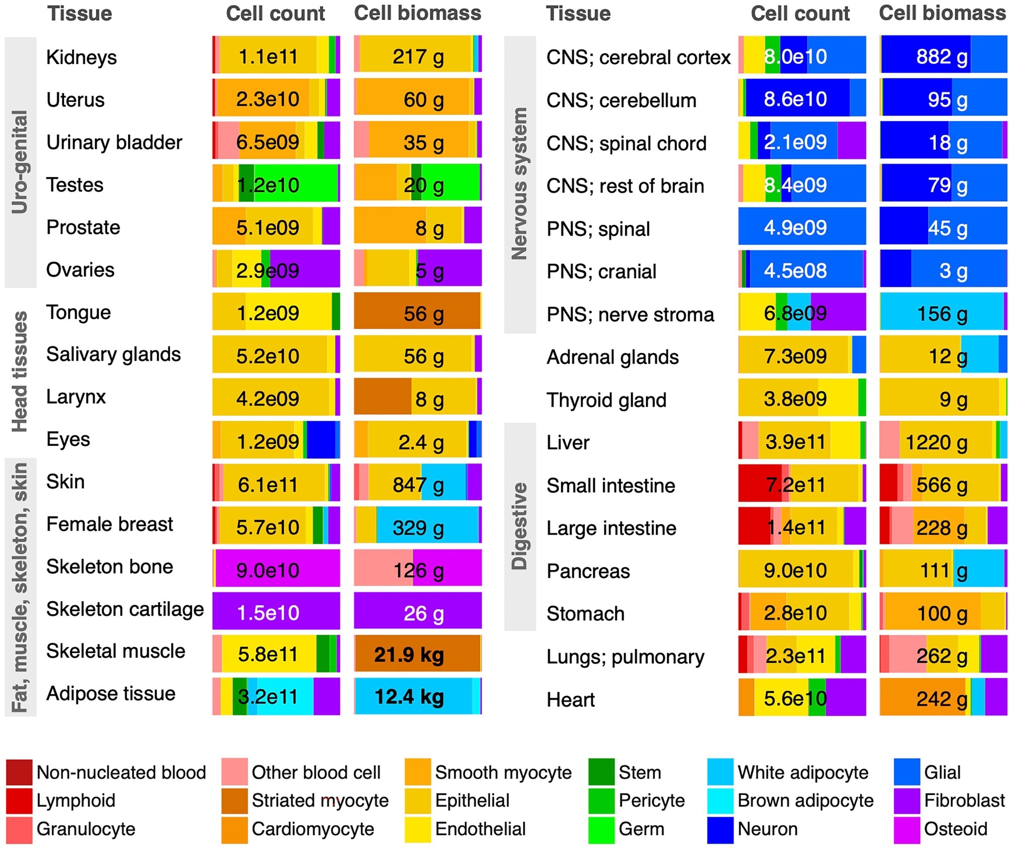 Mapping the human body one cell at a time: New study reveals the ...