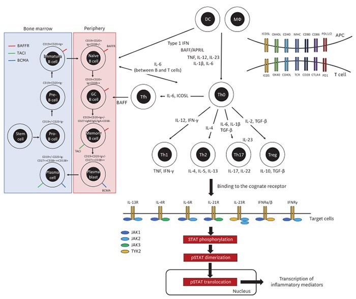 What is the association between cytokines and autoimmune diseases?