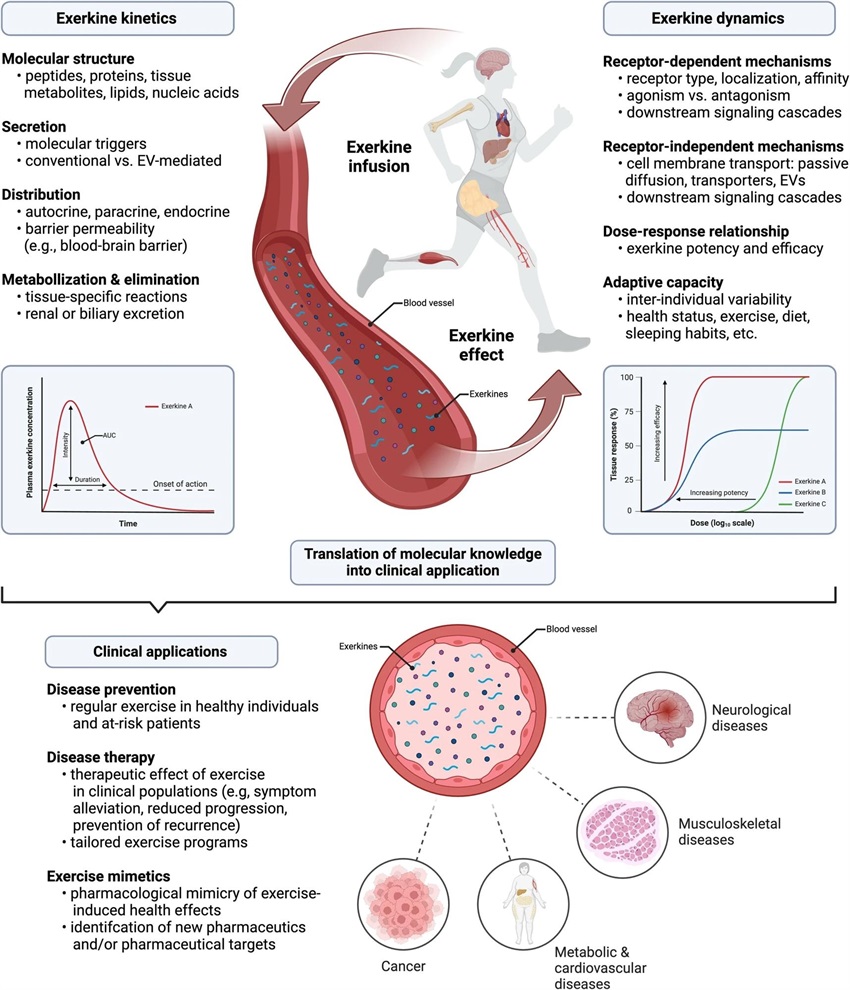 Exercise-induced exerkines: Secret weapon in disease prevention and therapy