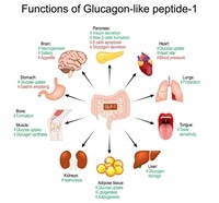 para que sirve glp 1 GLP-1 ¿Qué es? Suplementos, medicamentos y efectos