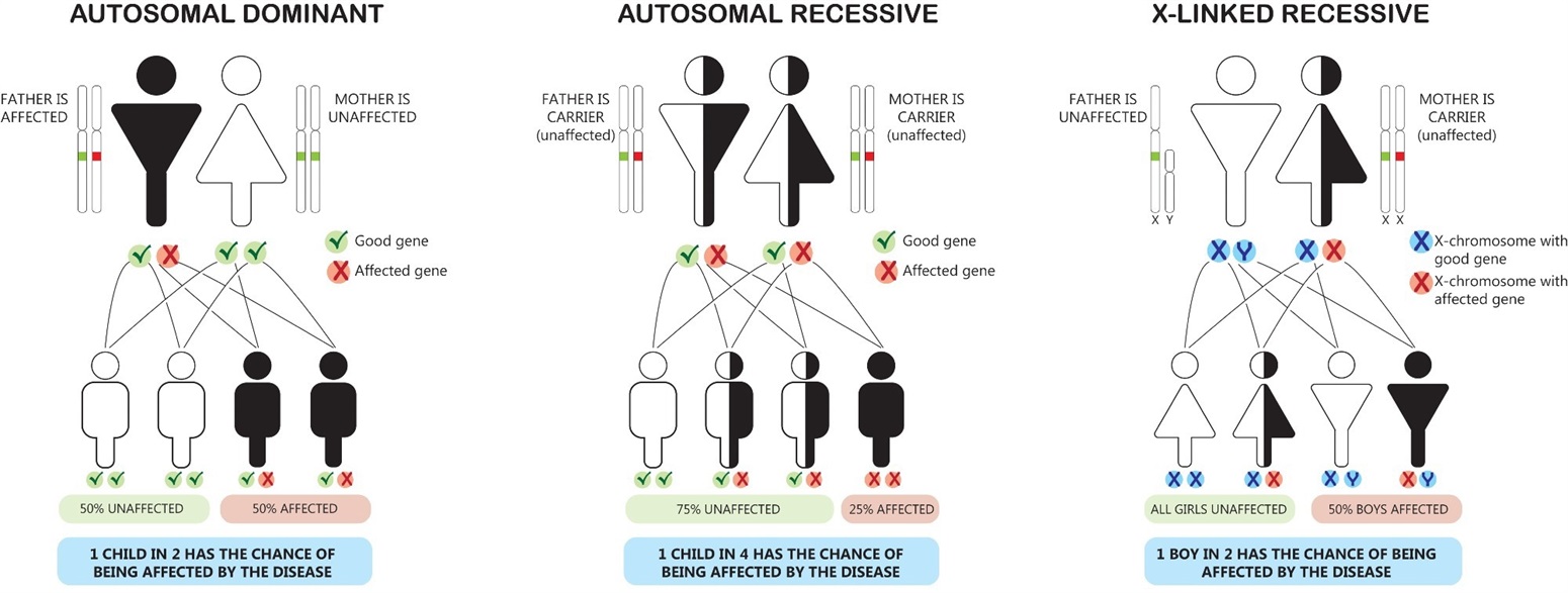 How Do Genetic Mutations Cause Disease?