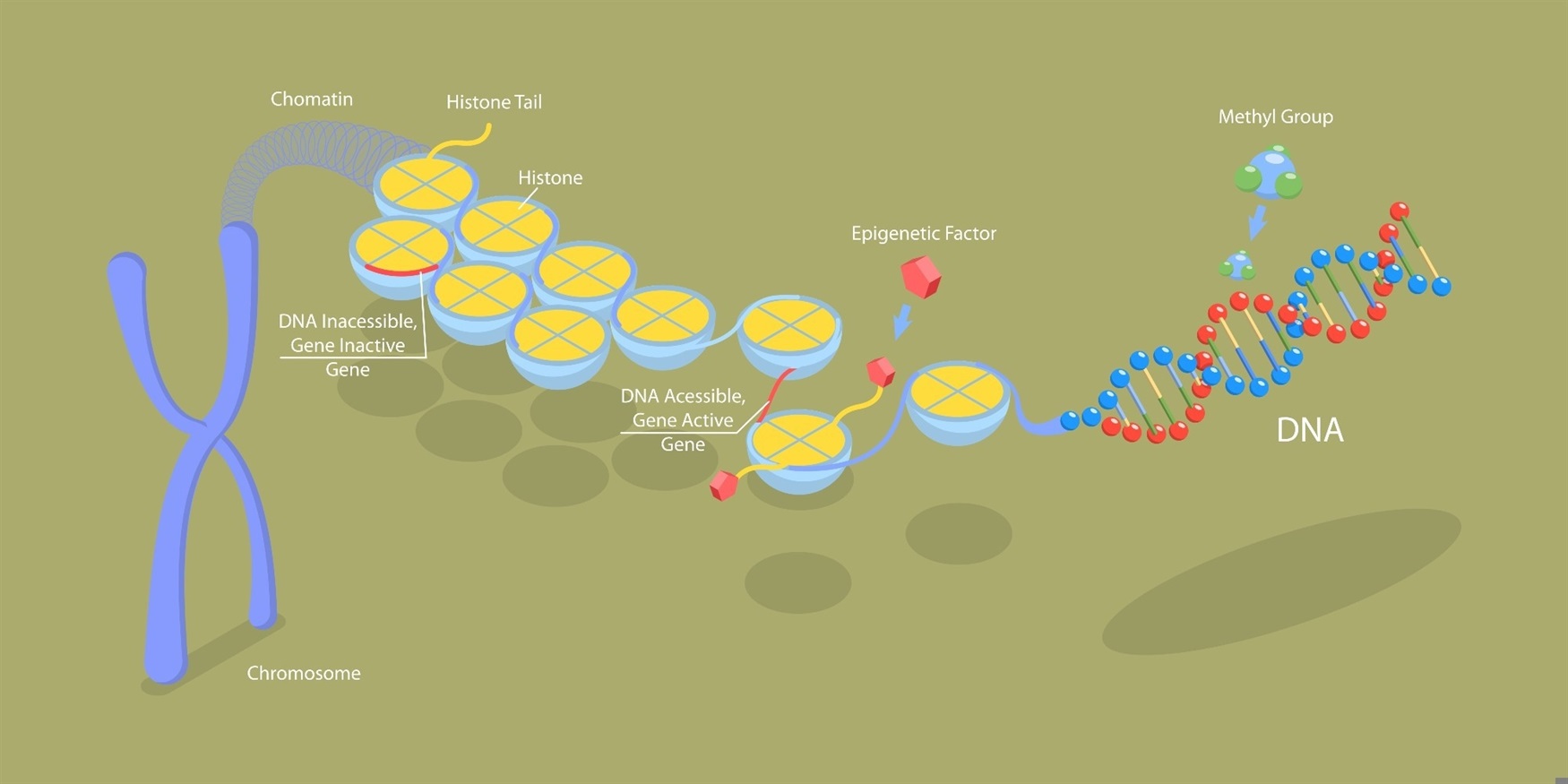 The Role of Epigenetics in Human Disease