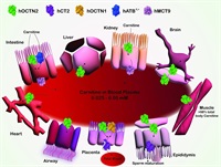 does l carnitine increase androgen receptors How carnitine transporters boost reproductive health