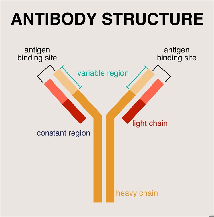 Detailed Antibody Structure