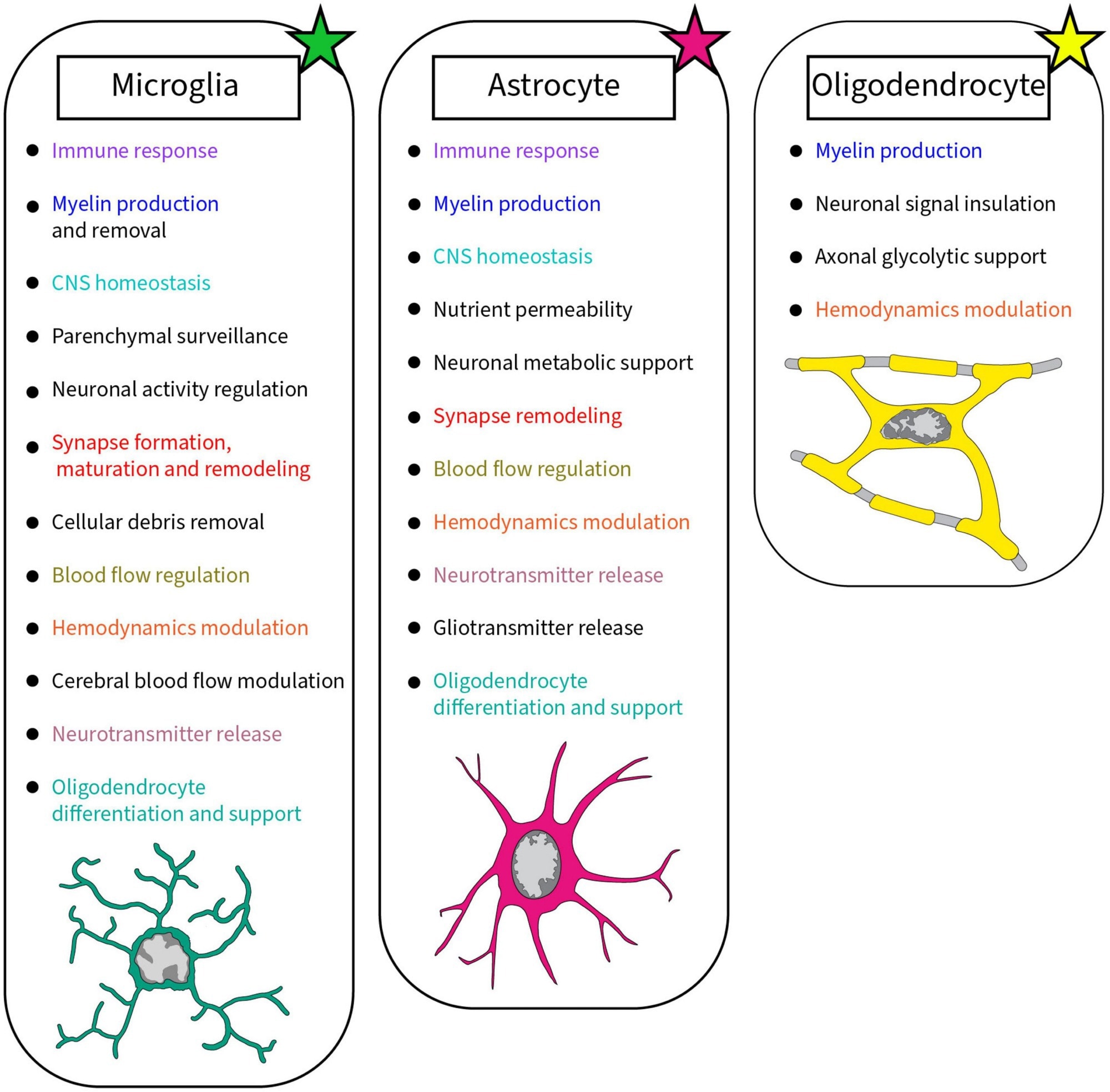 How Brain Cells Talk: Inside the Complex Language of the Human Mind
