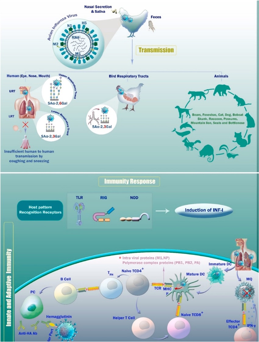 Could Bird Flu Be the Next Global Pandemic?