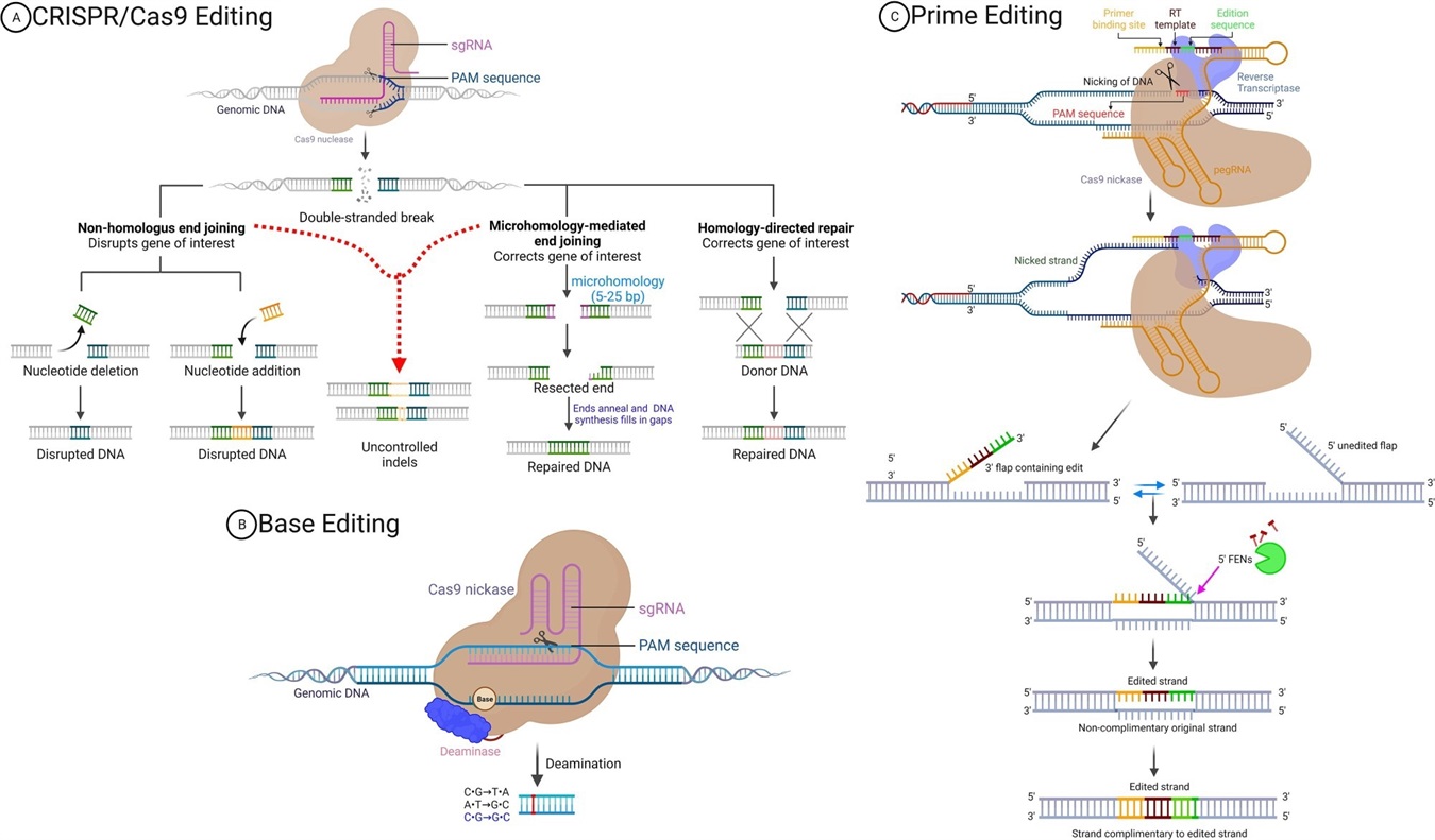 Prime Editing: The Next Frontier in Genetic Medicine