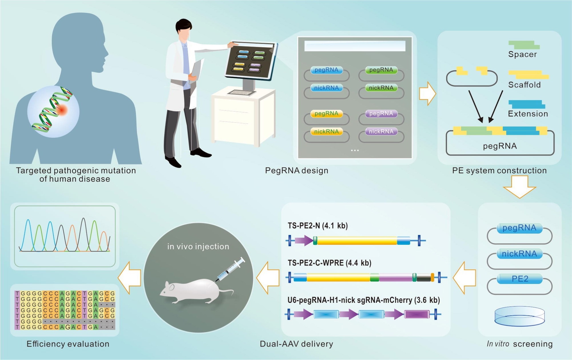Prime Editing: The Next Frontier in Genetic Medicine