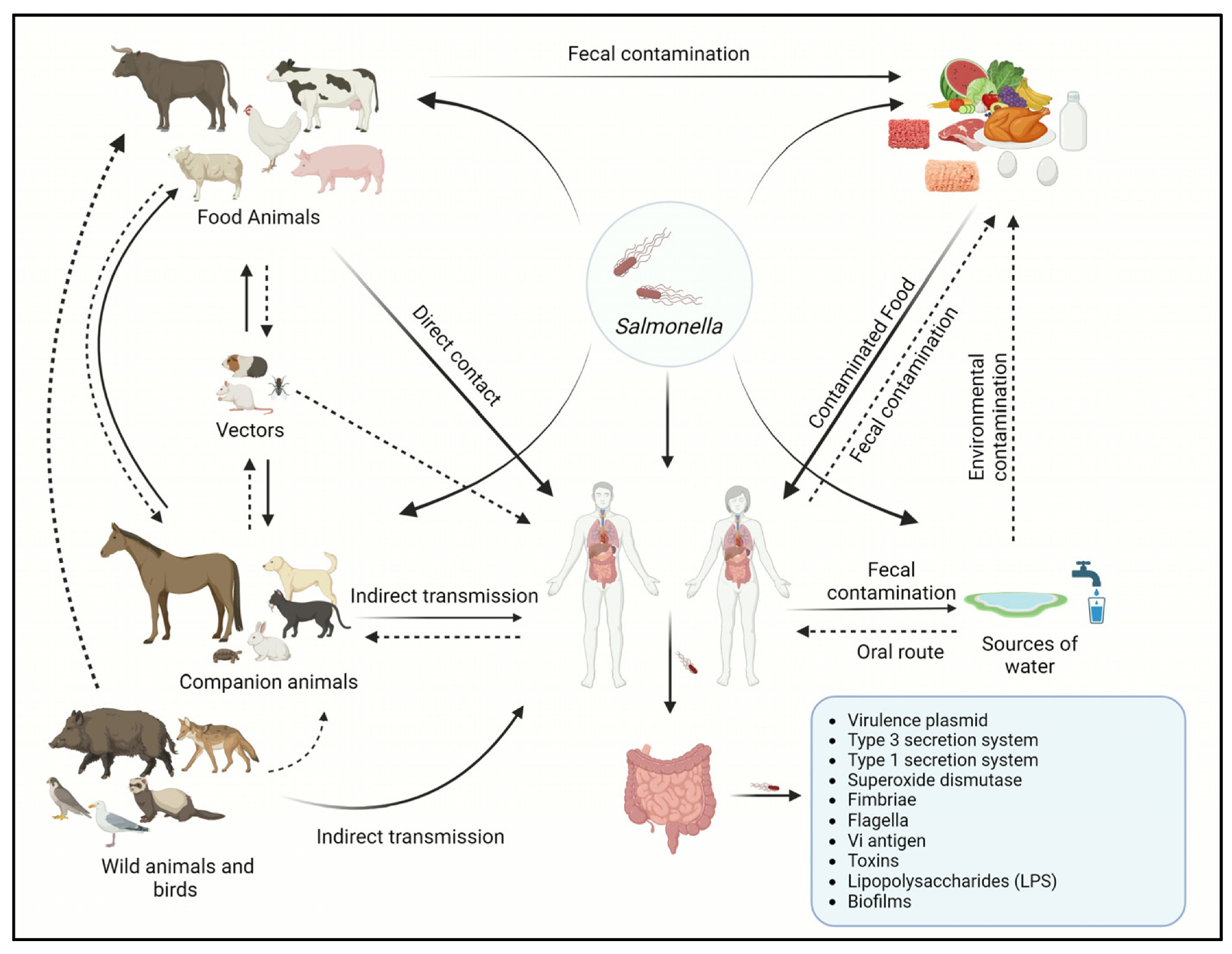 Salmonella Outbreak Linked to Shell Eggs: Scientific Perspective on the