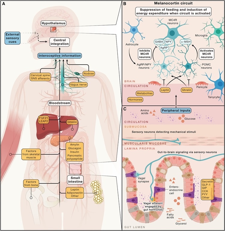 Brain’s energy control map offers blueprint for next-gen weight loss ...