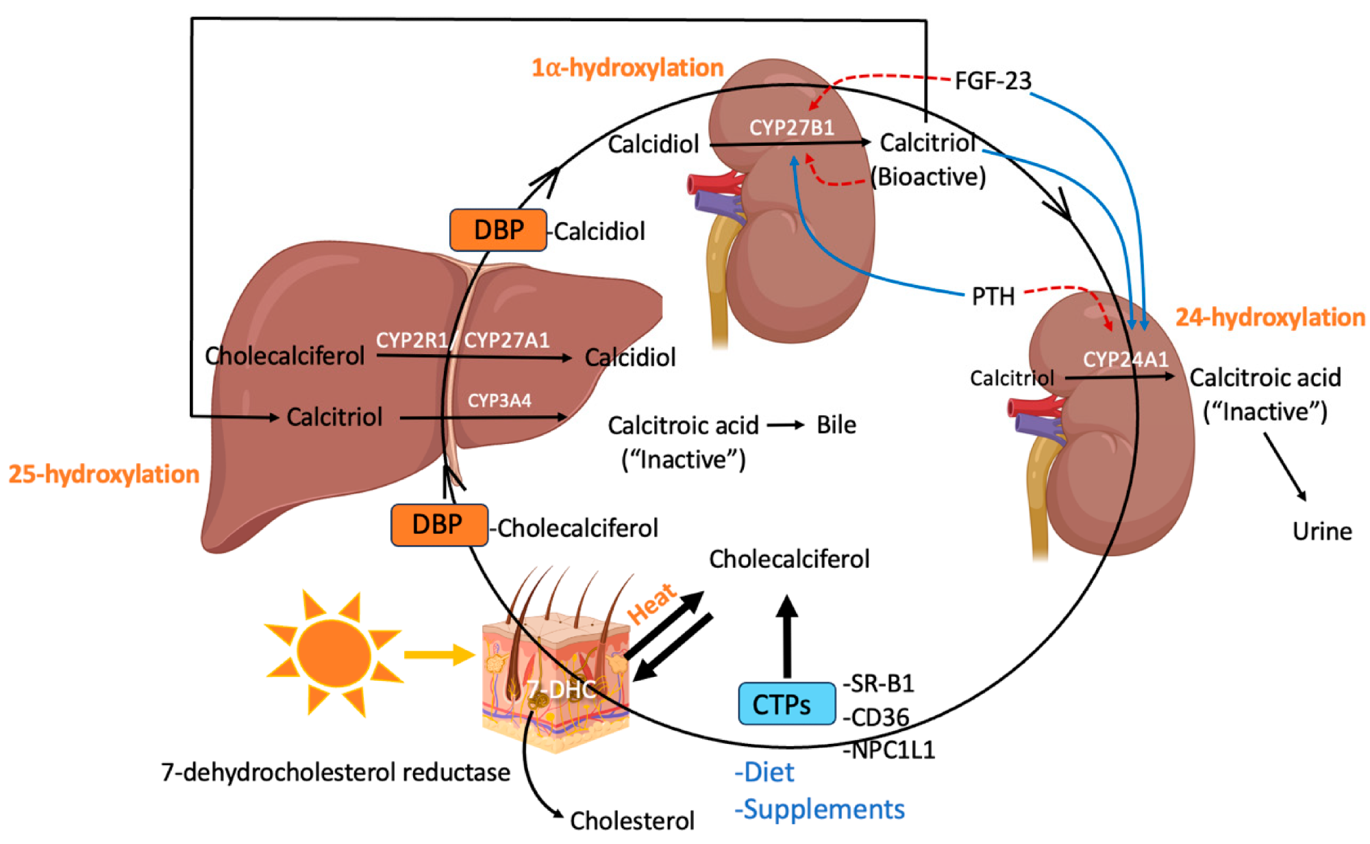 Genetic variants influencing vitamin D synthesis, metabolism, and transport