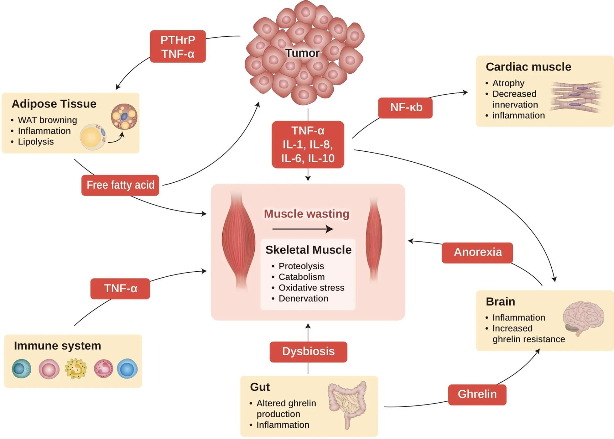 Image showcasing What Is Cancer Cachexia? Causes, Symptoms, Diagnosis, and Treatment