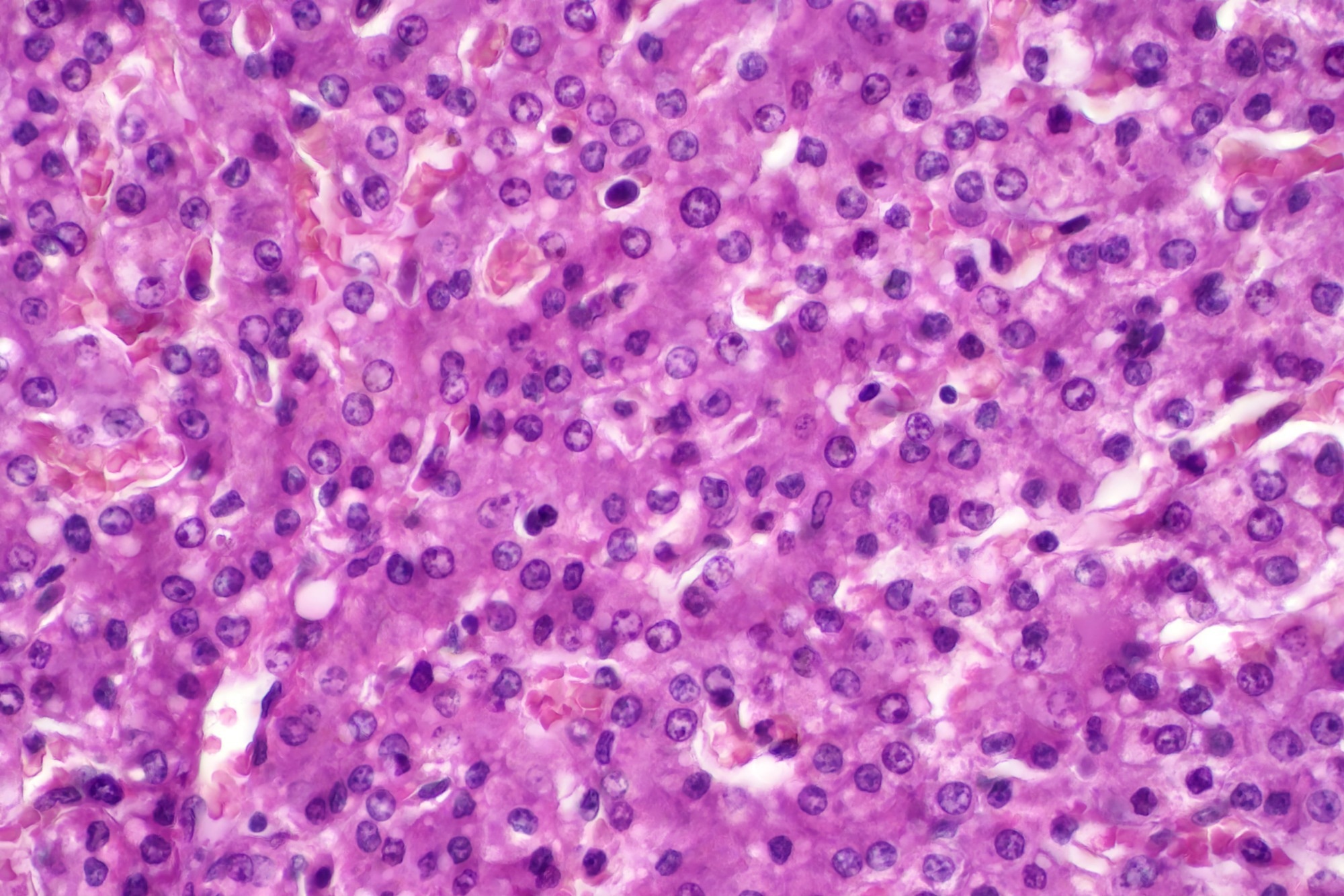 Machine learning–driven hepatocyte and organoid counting