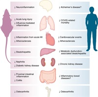 GLP-1 drugs calm inflammation beyond diabetes and weight loss