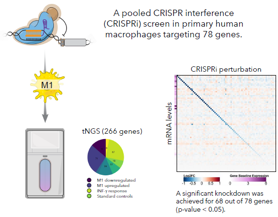 Advancing immunology research with CRISPR screening