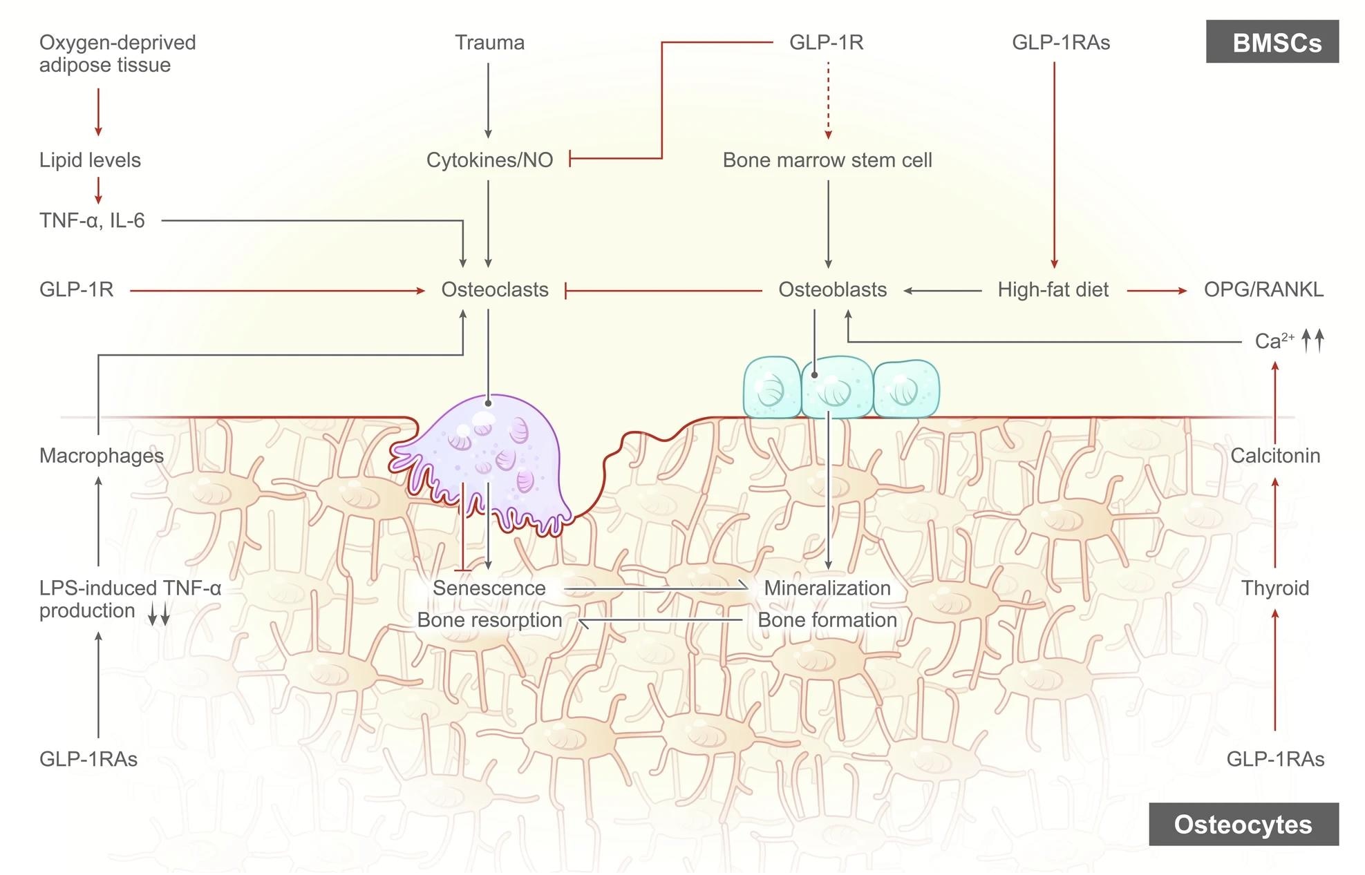 How Oral GLP-1 Drugs Work For Weight Loss