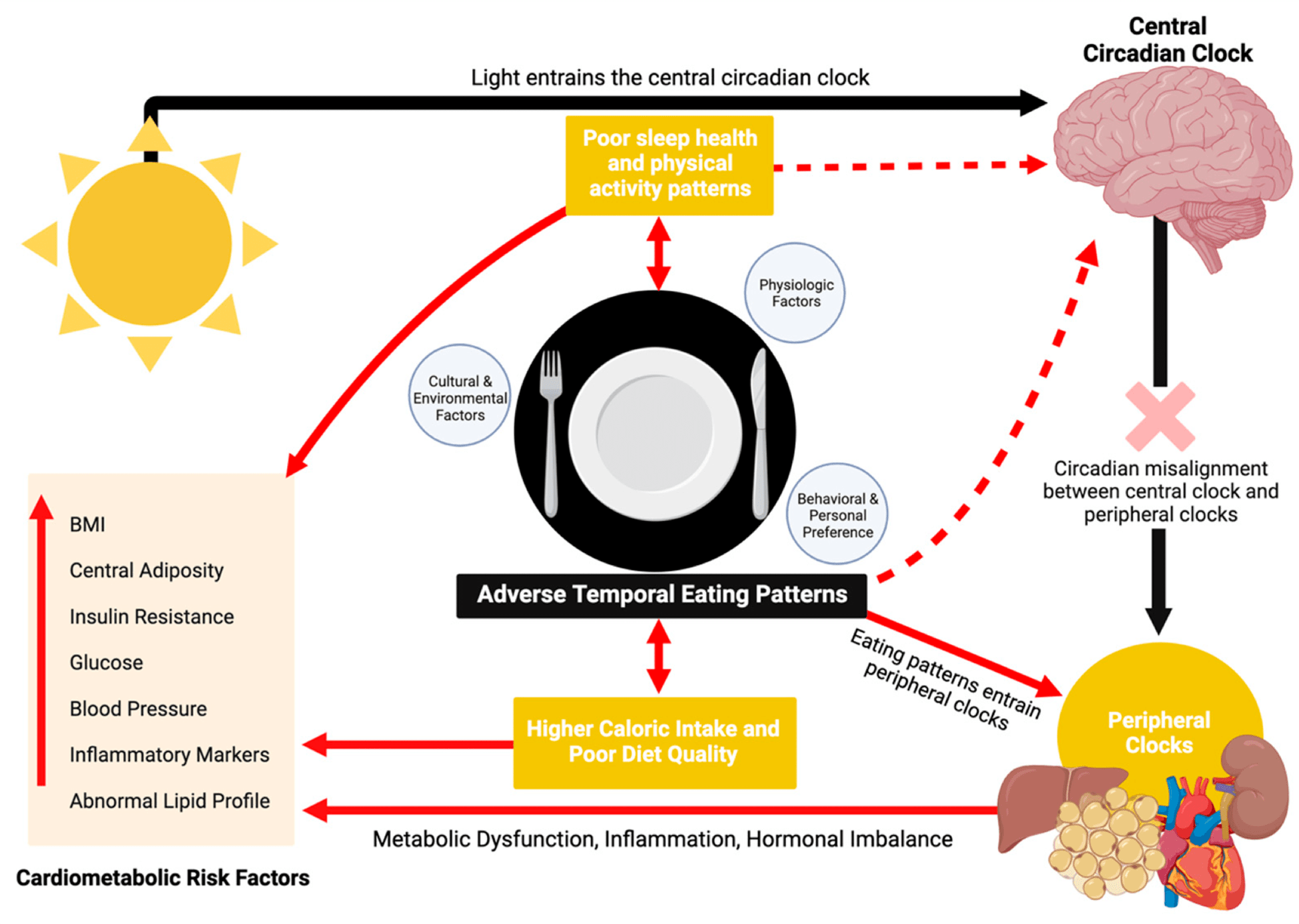 Chrononutrition Explained: Why When You Eat Matters for Metabolic Health
