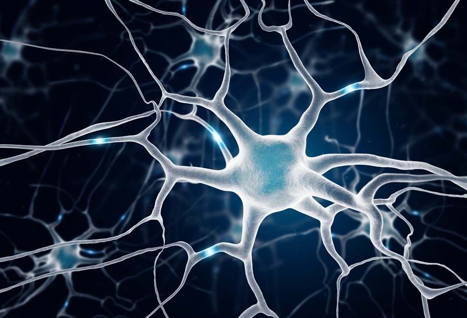 Researchers reveal why SuperAgers retain youthful brain cell signatures ...
