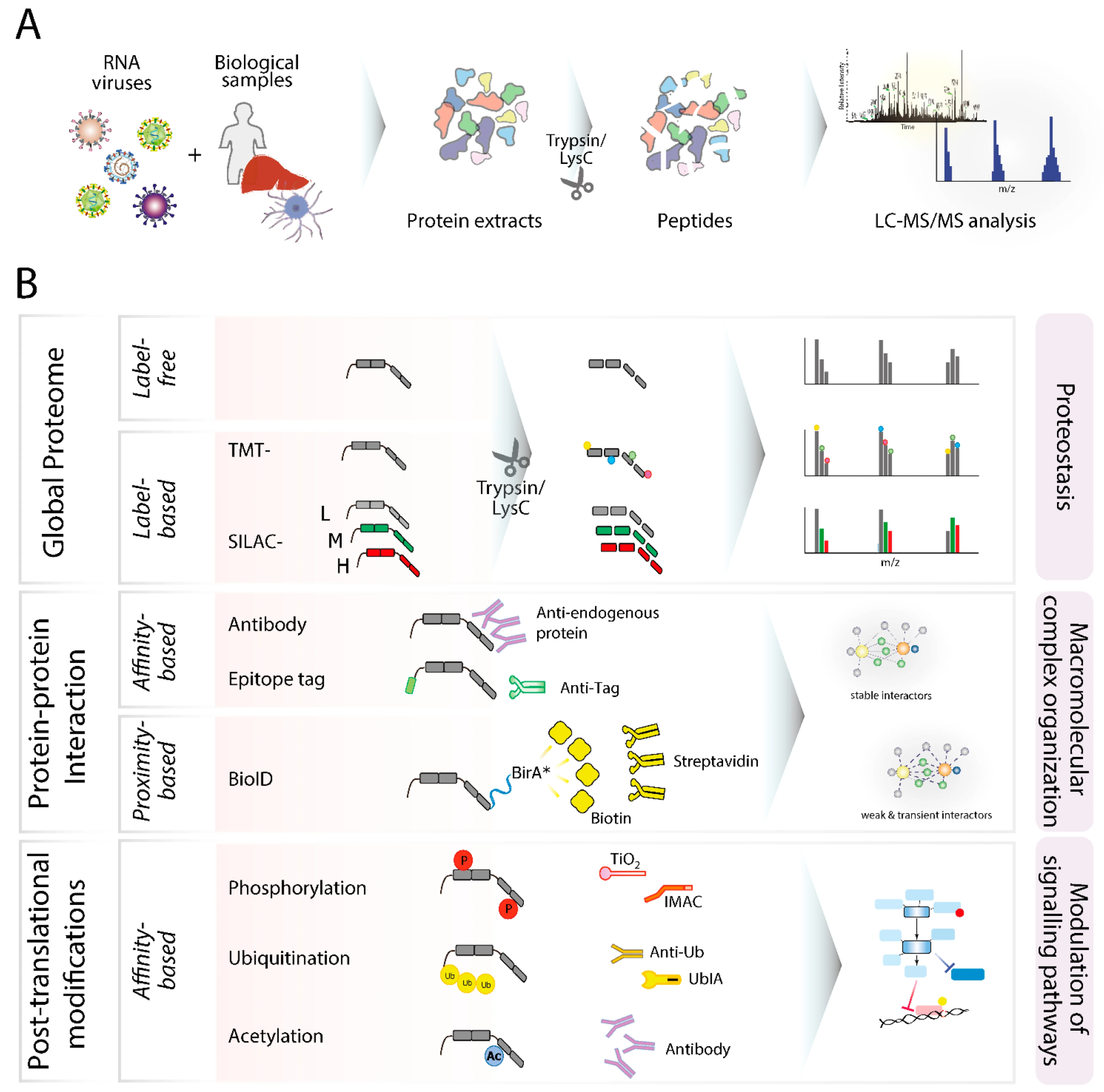 Role of Proteomics in Systems Biology and Disease Research