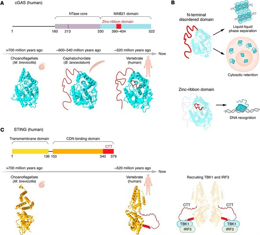 Scientists reveal how cGAS-STING fuels brain inflammation and ...