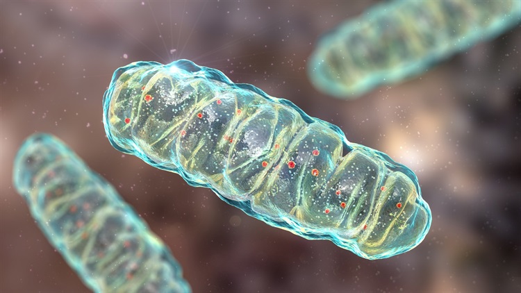 Mitochondria sustain cellular energy production while coordinating metabolism, redox signaling, quality control, and stress responses that influence aging and healthspan. Age-related disruption of mitochondrial DNA, dynamics, mitophagy, and nutrient sensing contributes to disease, while emerging interventions remain promising but largely unproven for extending human lifespan.
