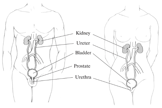 Prosztatagyulladás és ureter - Panaszok, tünetek