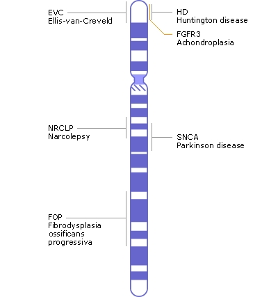 Chromosone 4 contains approximately 1600 genes and approximately 190 million base pairs, of which ~95% have been determined. Image Credit: NIH