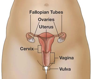 What Does the Uterus Do?
