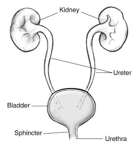 The Urinary System