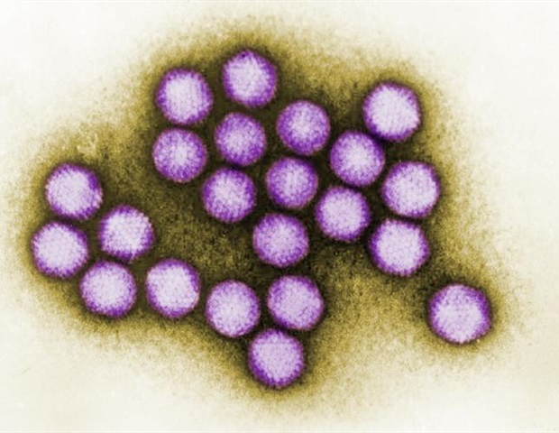 Adénovirus 