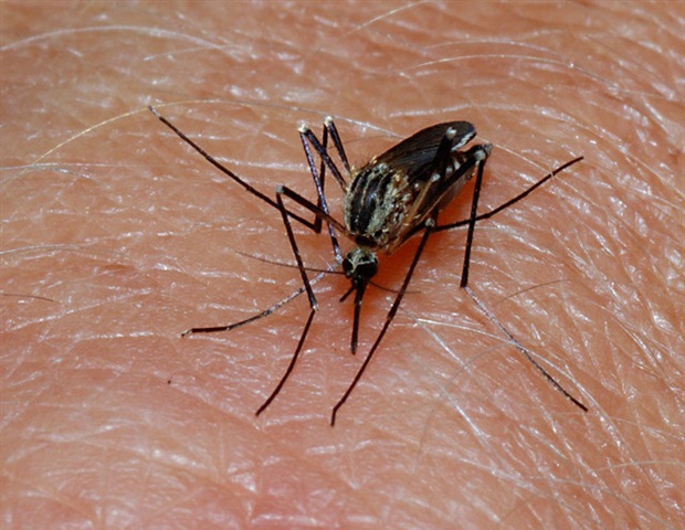 Research uncovers malaria's secret to surviving in the blood - News-Medical.net