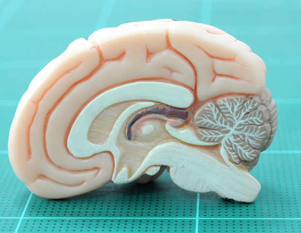 Npas4 gene may be a master timekeeper for the brain's circadian clock