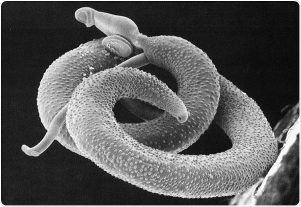 helminth parasitic worm)