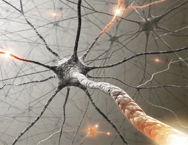 The sympathetic nervous system can modulate action of defense cells in autoimmune disease