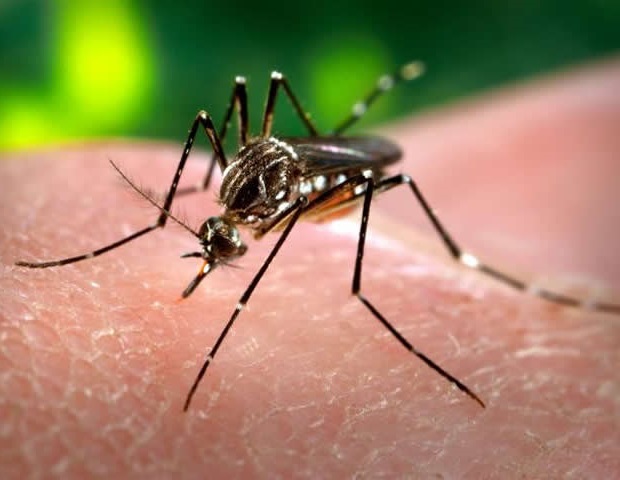 Dengue fever is endemic in places where iron deficiency is more common