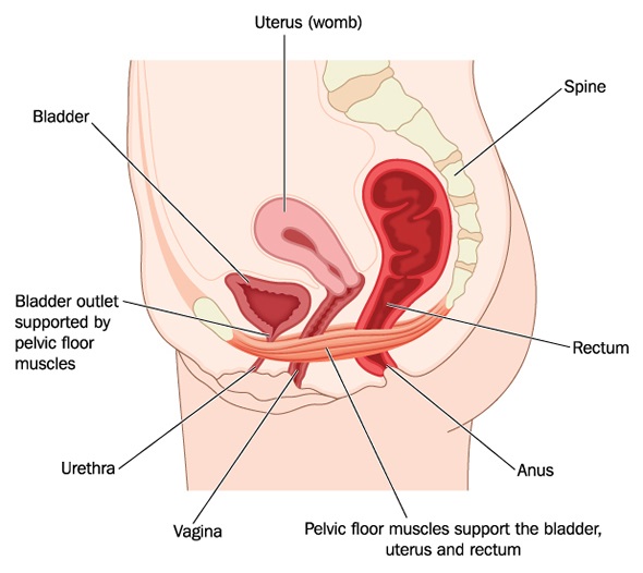 Weak Pelvic Floor